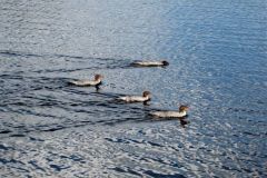 img-3365.jpg-1-1280x960-800x600-1